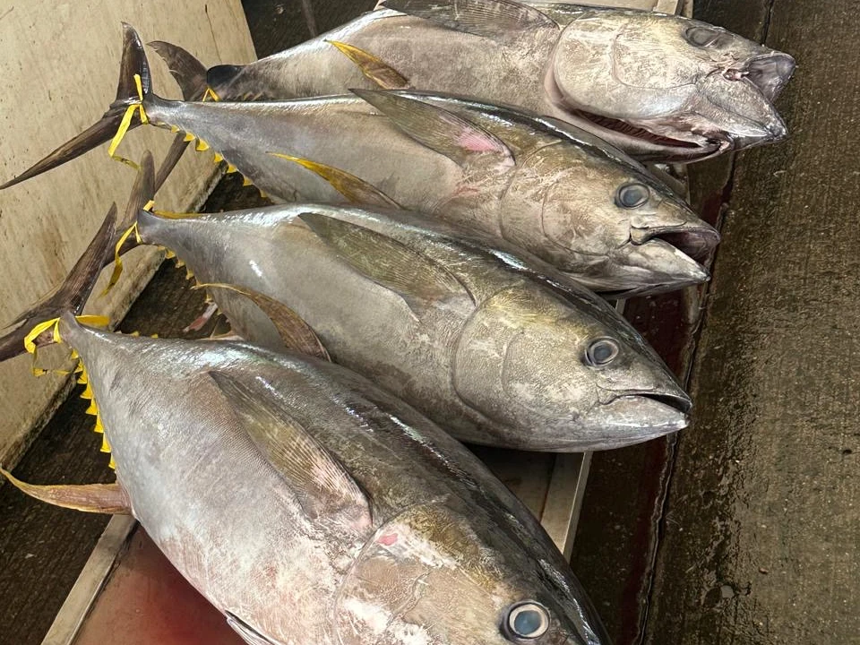 Fresh Yellowfin tuna at the General Santos fish port